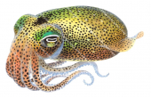 Southern Dumpling Squid,Euprymna tasmanica.Scientific illustration by Roger Swainston,Anima.au