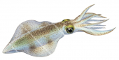 Swimming  Southern Squid,Sepioteuthis australis.Scientific illustration by Roger Swainston,Anima.au