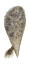 Pen Shell,Pinna nobilis.Scientific illustration by Roger Swainston,Anima.au