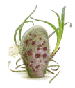 Pen Shell,Pinna nobilis in natural habitat.Scientific illustration by Roger Swainston,Anima.au