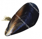 Mussel,Mytilus edulis,Roger Swainston,Animafish