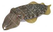 Pharoah Cuttlefish,Sepia pharaonis,Roger Swainston,Animafish