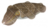 Broadclub Cuttlefish,Sepia latimanus.Scientific illustration by Roger Swainston,Anima.au