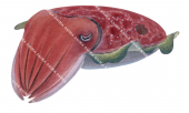 Cuttlefish,Smooth,Sepia sp.,Roger Swainston,Animafish