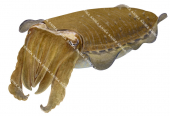 Moody Cuttlefish,Sepia plangon,Roger Swainston,Animafish