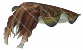 Giant Cuttlefish,Sepia apama,Roger Swainston,Animafish