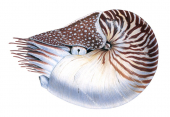 Chambered Nautilus ,Nautilus pompilius.Scientific illustration by Roger Swainston,Anima.au