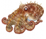 Pale Octopus,Occtopus pallidus.Scientific illustration by Roger Swainston,Anima.au