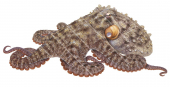 Gloomy Octopus,Octopus tetricus.Scientific illustration by Roger Swainston,Anima.au