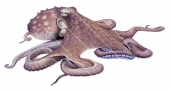 Octopus,Octopus sp.(vulgaris).Scientific illustration by Roger Swainston,Anima.au