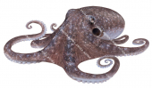 Common Octopus,Octopus tetricus.Scientific illustration by Roger Swainston,Anima.au