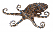 Blueringed Octopus,Halaplochlaena maculosa.Scientific illustration by Roger Swainston,Anima.au