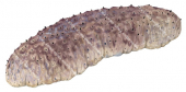 Sea Cucumber,Stichopus sp.Scientific illustration by Roger Swainston,Anima.au