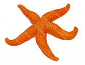 Starfish,Echinogaster sp.,Roger Swainston,Animafish