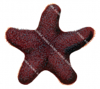 Starfish,Petricia vermicina,Roger Swainston,Animafish