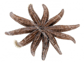 Starfish,Coscinerasterias calamaria,Roger Swainston,Animafish