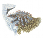 Crown of Thorns Starfish eating the coral,Acanthaster planci.Scientific illustration by Roger Swainston,Anima.au