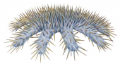 Crown of Thorns Starfish-1,Acanthaster planci,Roger Swainston,Animafish