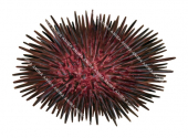 Urchin,Heliocidaris erythrogramma.Scientific illustration by Roger Swainston,Anima.au