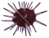 Slate Pencil Urchin,Phyllacanthus irregularis,Roger Swainston,Animafish