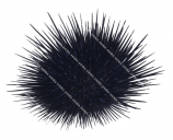 Longspined Urchin,Centrostephanus sp.Scientific illustration by Roger Swainston,Anima.au