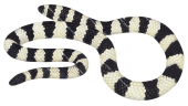 Black-ringed Mangrove Sea Snake,Hydrelaps darwiniensis,Roger Swainston,Animafish
