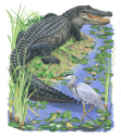 Alligator,Alligator mississippiensis,Roger Swainston,Animafish_3