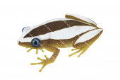 Reed Frog,Afrixalus fornasini,Roger Swainston,Animafish