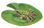 Green Frog,Rana esculenta,Roger Swainston,Animafish