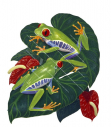 Red-Eyed Tree Frog,Agalychnis callidryasScientific illustration by Roger Swainston,Anima.au