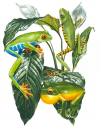 Rainforest Tree Frogs,HyluridaeScientific illustration by Roger Swainston,Anima.au