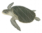Olive Ridley Turtle,Lepidochelys olivacea,Roger Swainston,Animafish