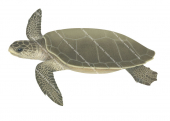 Flatback Turtle,Natator depressus,Roger Swainston,Animafish