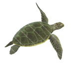 Swimming Green Turtle-2,Chelonia midas,Roger Swainston,Animafish