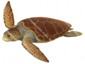 Loggerhead Turtle-1,Caretta caretta,Roger Swainston,Animafish