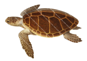 Loggerhead Turtle-2,Caretta caretta,Roger Swainston,Animafish