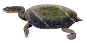 Turtle,LongNecked,Chelodina longicollis,Roger Swainston,Animafish