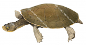 Short Necked Turtle,Emydura macquaria,Roger Swainston,Animafish