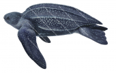 Leatherback Turtle,Dermochelys coriacea.Scientific illustration by Roger Swainston,Anima.au