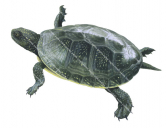 European Pond Turtle,Emys orbicularis.Scientific illustration by Roger Swainston,Anima.au
