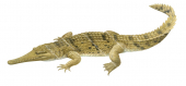 Freshwater Crocodile,Crocodylus johnstoni.Scientific illustration by Roger Swainston,Anima.au
