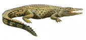 Saltwater Crocodile,Crocodylus porosus,Roger Swainston,Animafish