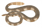 Short-nosed Sea Snake,Aipysurus apraefrontalis.Scientific illustration by Roger Swainston,Anima.au