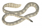 Sea Snake,Brown-lined,Aipysurus tenuis.Scientific illustration by Roger Swainston,Anima.au