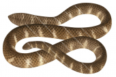 Dusky Sea Snake,Aipysurus fuscus,Roger Swainston,Animafish