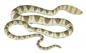 Elegant Sea Snake,Hydrophis elegans.Scientific illustration by Roger Swainston,Anima.au