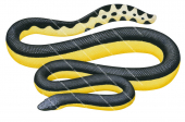 Yellow-bellied Sea Snake,Hydrophis platurus.Scientific illustration by Roger Swainston,Anima.au