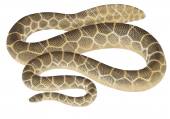 Geometrical Sea Snake,Hydrophis czeblukovi.Scientific illustration by Roger Swainston,Anima.au