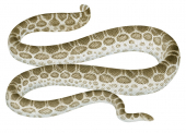 Ocellate Sea Snake,Hydrophis ocellatus.Scientific illustration by Roger Swainston,Anima.au