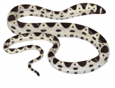 Sea Snake,Small-headed,Hydrophis macdowelli.Scientific illustration by Roger Swainston,Anima.au